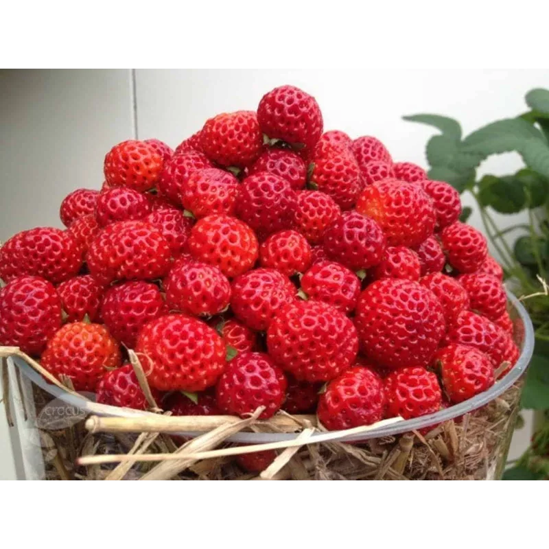 Rare “Framberry” Strawberrie Seeds “RED DREAM” | Seeds Shop Store