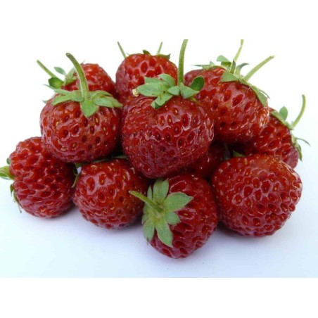 Rare “Framberry” Strawberrie Seeds “RED DREAM” | Seeds Shop Store