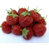 Rare “Framberry” Strawberrie Seeds “RED DREAM” | Seeds Shop Store