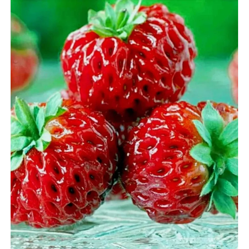 Rare “Framberry” Strawberrie Seeds “RED DREAM” | Seeds Shop Store
