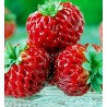 Rare “Framberry” Strawberrie Seeds “RED DREAM” | Seeds Shop Store