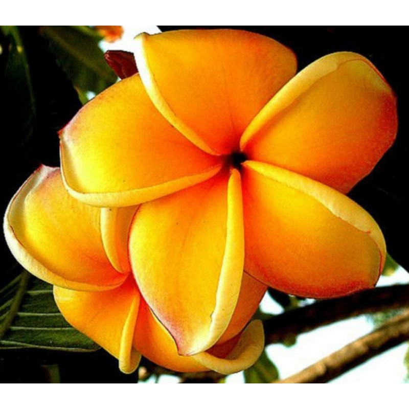 Semi di Plumeria (Frangipani) "Mango" | Seeds Shop Store
