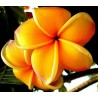 Semi di Plumeria (Frangipani) "Mango" | Seeds Shop Store