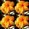 Semi di Plumeria (Frangipani) "Mango" | Seeds Shop Store