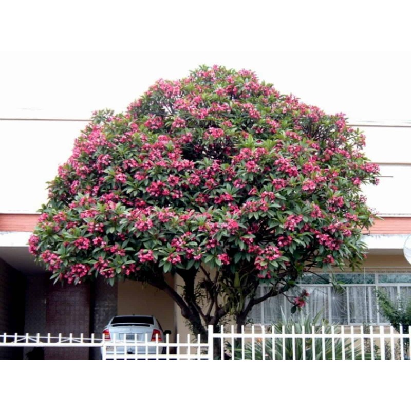 Semi di Plumeria (Frangipani) "Mango" | Seeds Shop Store