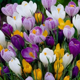 Crocus botanicki mix - lukovice - 4.05