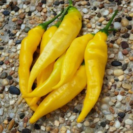 Aji-Ananas Chili Samen (Aji Pineapple) - 175.934363
