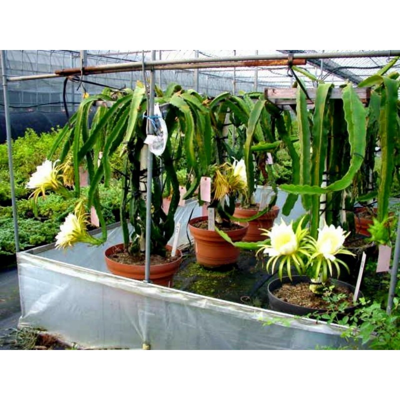 Yellow Pitaya, Yellow Dragon Fruit Seeds | Seeds Shop Store