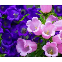 Marien Glockenblume Samen - 228.714671