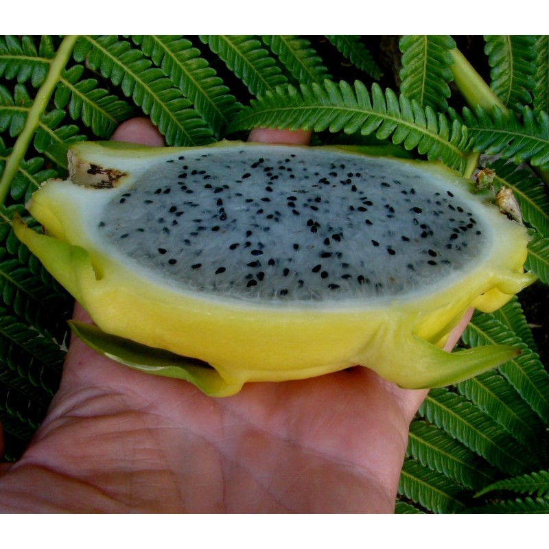 Pitaya Amarela, Sementes de Fruta do Dragão Amarela (Selenicereus megalanthus) | Seeds Shop Store