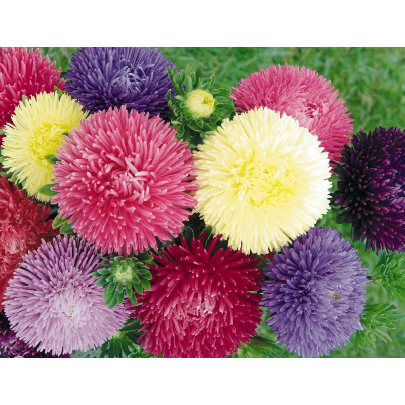 Strahlenaster Samen | Seeds Shop Store