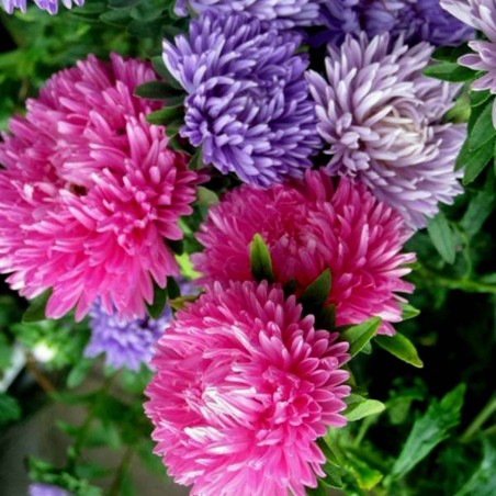 Strahlenaster Samen | Seeds Shop Store