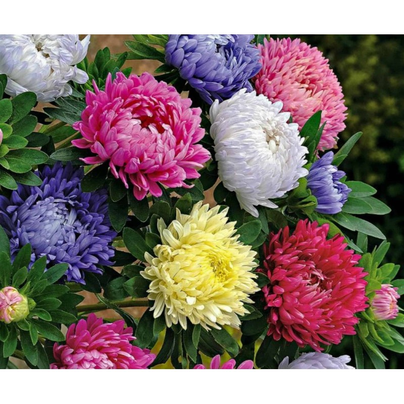 Strahlenaster Samen | Seeds Shop Store