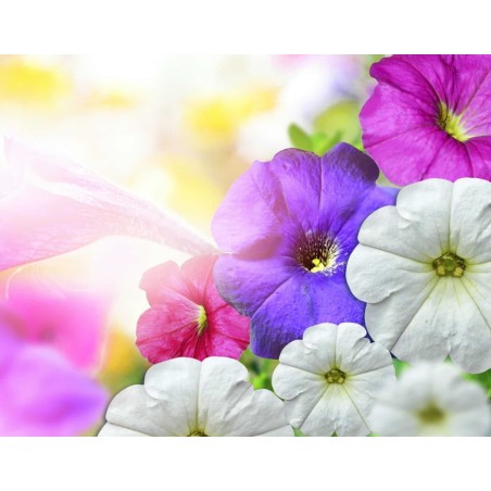 Sementes de Bela Manhã | Seeds Shop Store