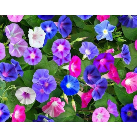 Sementes de Bela Manhã | Seeds Shop Store