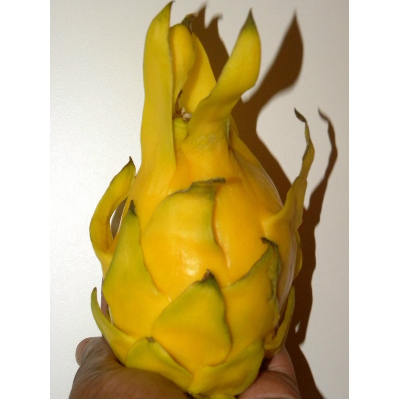 Yellow Pitaya, Yellow Dragon Fruit Seeds | Seeds Shop Store