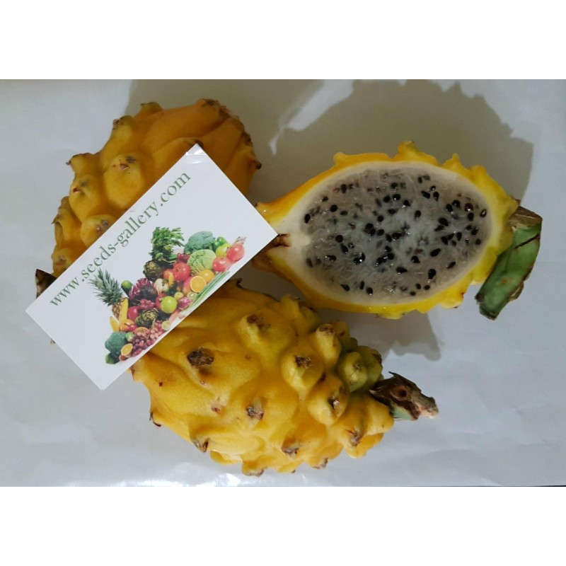 Pitaya Amarela, Sementes de Fruta do Dragão Amarela (Selenicereus megalanthus) | Seeds Shop Store