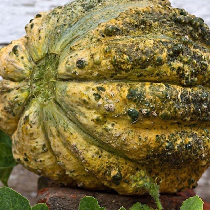 Sementes De Melão Zatta | Seeds Shop Store