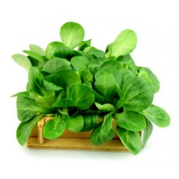 Corn Salad Lettuce 2000 Seeds - 5.4