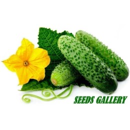 Paris Comissom Cucumber 50 Seeds - 1.665