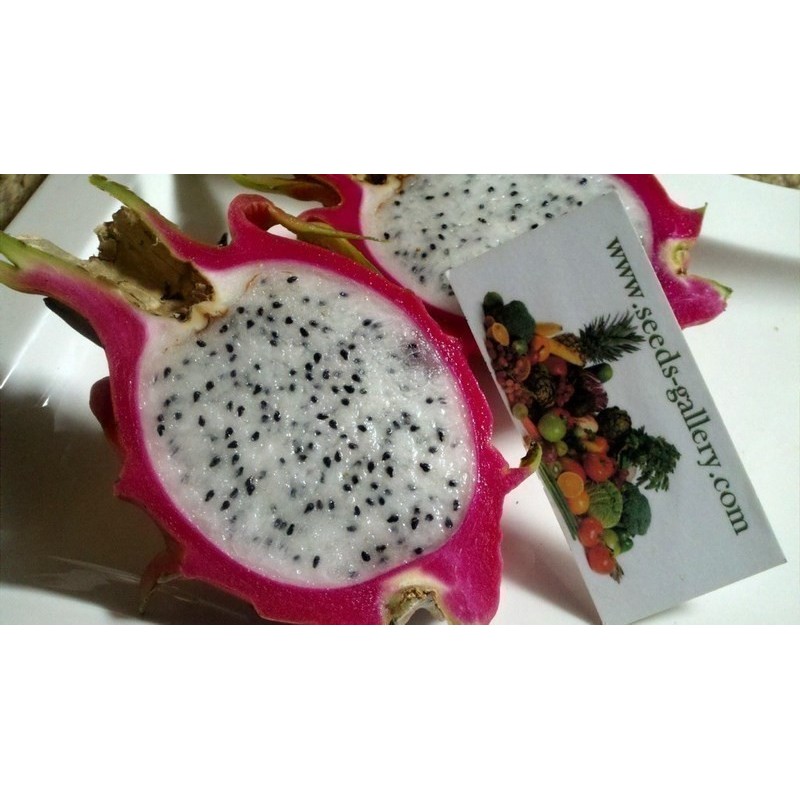 Drachenfrucht Pitahaya Samen (Hylocereus undatus) | Seeds Shop Store
