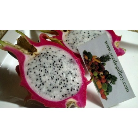 Drachenfrucht Pitahaya Samen (Hylocereus undatus) | Seeds Shop Store