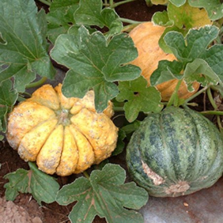 Sementes De Melão Zatta | Seeds Shop Store