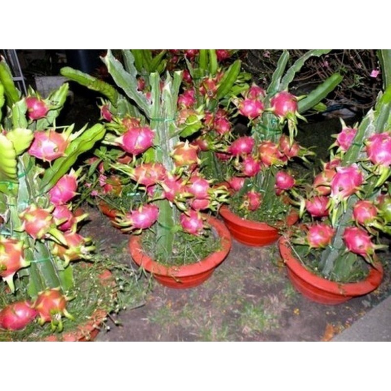 Drachenfrucht Pitahaya Samen (Hylocereus undatus) | Seeds Shop Store