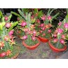 Drachenfrucht Pitahaya Samen (Hylocereus undatus) | Seeds Shop Store