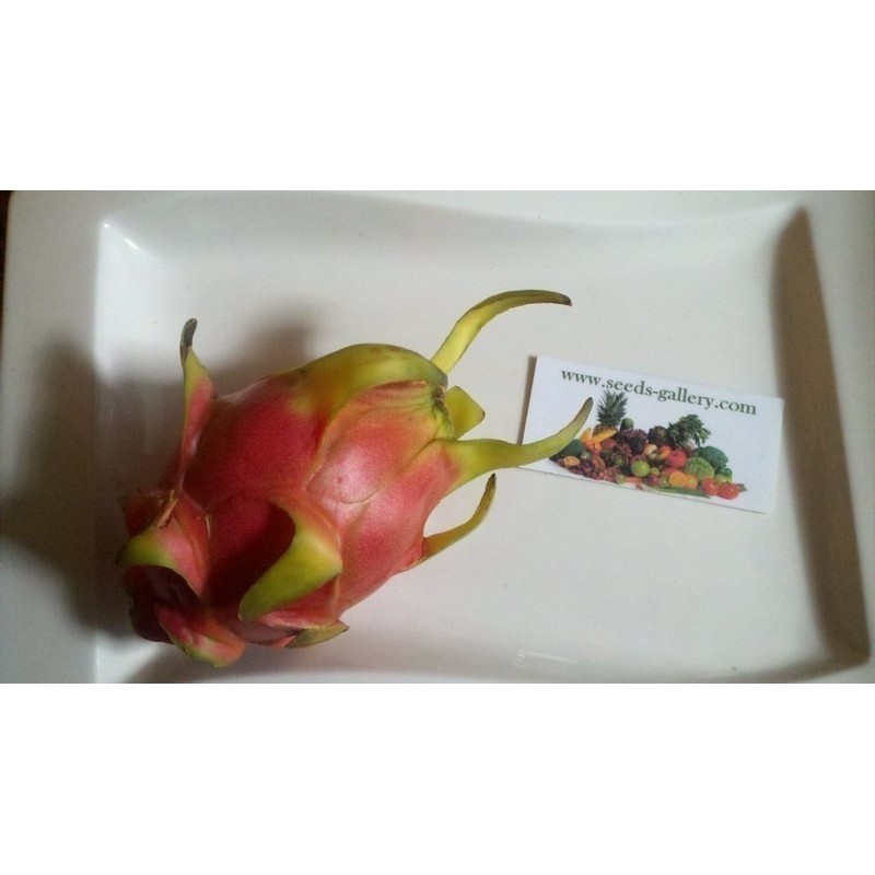 Drachenfrucht Pitahaya Samen (Hylocereus undatus) | Seeds Shop Store