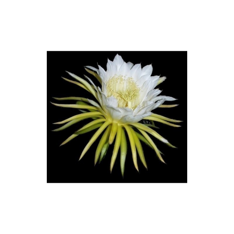 Drachenfrucht Pitahaya Samen (Hylocereus undatus) | Seeds Shop Store