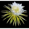 Drachenfrucht Pitahaya Samen (Hylocereus undatus) | Seeds Shop Store