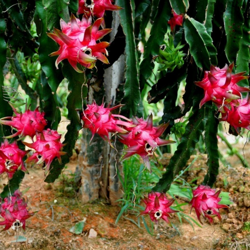 Red Pitaya, Dragon Fruit Seeds (Hylocereus costaricensis) | Seeds Shop Store