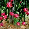 Red Pitaya, Dragon Fruit Seeds (Hylocereus costaricensis) | Seeds Shop Store