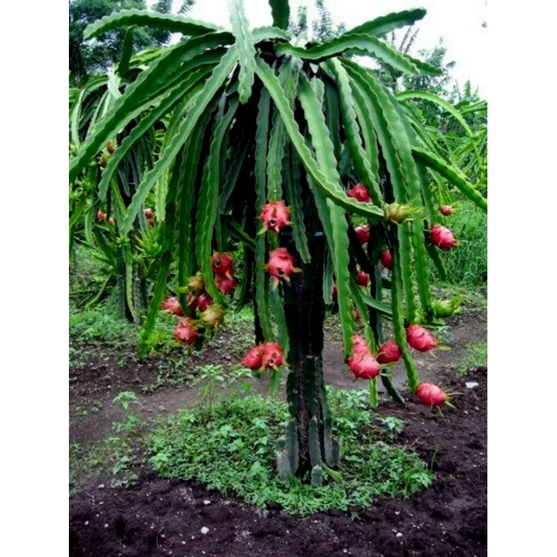 Red Pitaya, Dragon Fruit Seeds (Hylocereus costaricensis) | Seeds Shop Store