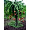 Red Pitaya, Dragon Fruit Seeds (Hylocereus costaricensis) | Seeds Shop Store