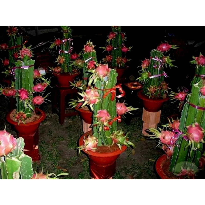 Red Pitaya, Dragon Fruit Seeds (Hylocereus costaricensis) | Seeds Shop Store