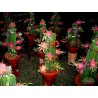 Red Pitaya, Dragon Fruit Seeds (Hylocereus costaricensis) | Seeds Shop Store