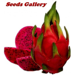 Graines de pitaya rouge, fruit du dragon (Hylocereus costaricensis) - 293.223938