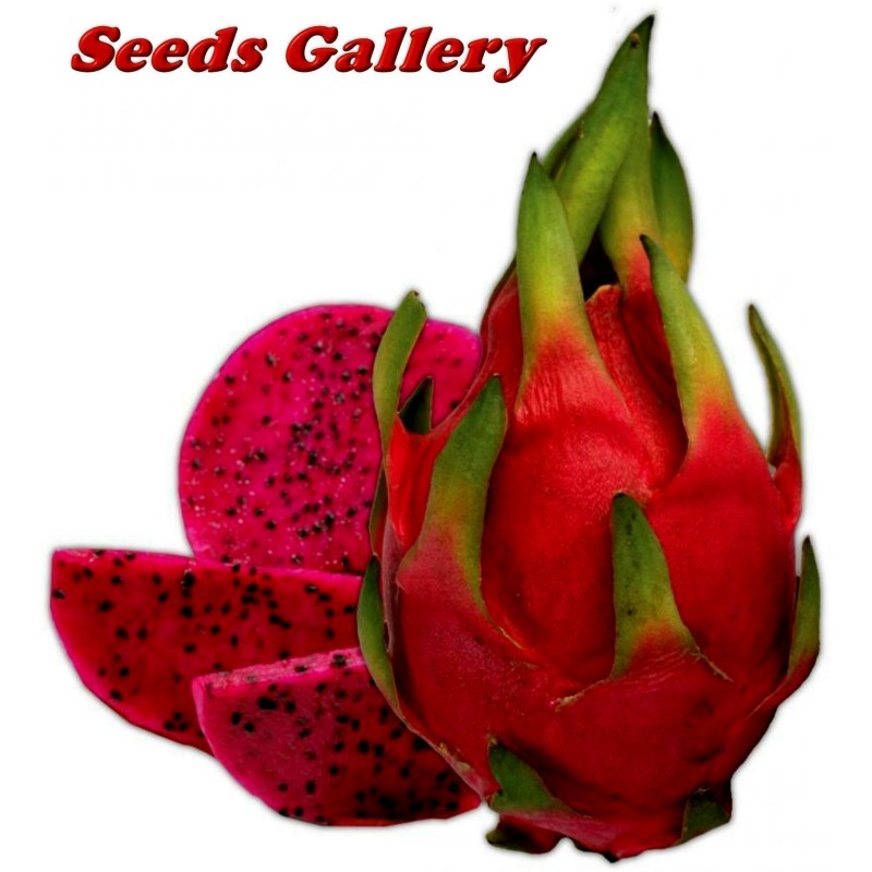 Red Pitaya, Dragon Fruit Seeds (Hylocereus costaricensis) | Seeds Shop Store