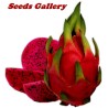 Red Pitaya, Dragon Fruit Seeds (Hylocereus costaricensis) | Seeds Shop Store