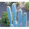 Blue Columnar Cactus Seeds (Pilosocereus pachycladus) | Seeds Shop Store
