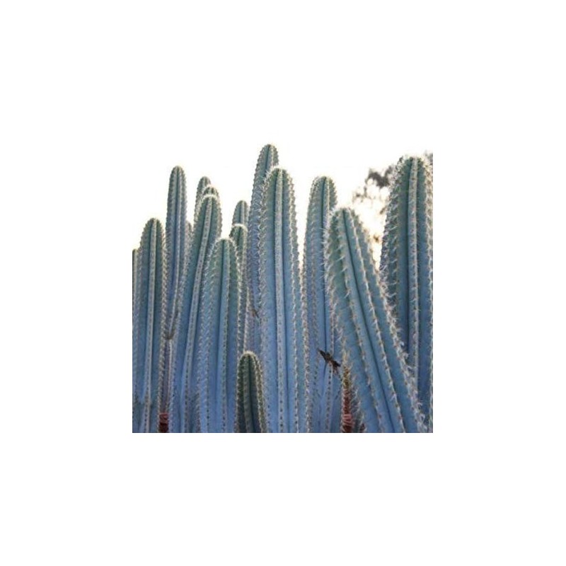 Blue Columnar Cactus Seeds (Pilosocereus pachycladus) | Seeds Shop Store