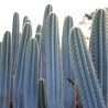 Blue Columnar Cactus Seeds (Pilosocereus pachycladus) | Seeds Shop Store