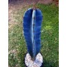 Blue Columnar Cactus Seeds (Pilosocereus pachycladus) | Seeds Shop Store