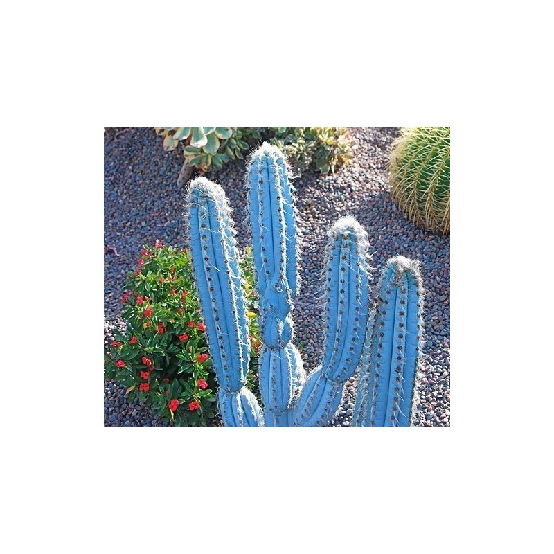 Blue Columnar Cactus Seeds (Pilosocereus pachycladus) | Seeds Shop Store