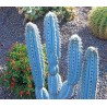 Blue Columnar Cactus Seeds (Pilosocereus pachycladus) | Seeds Shop Store