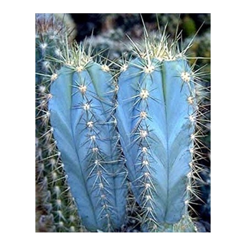 Blue Columnar Cactus Seeds (Pilosocereus pachycladus) | Seeds Shop Store
