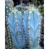 Blue Columnar Cactus Seeds (Pilosocereus pachycladus) | Seeds Shop Store