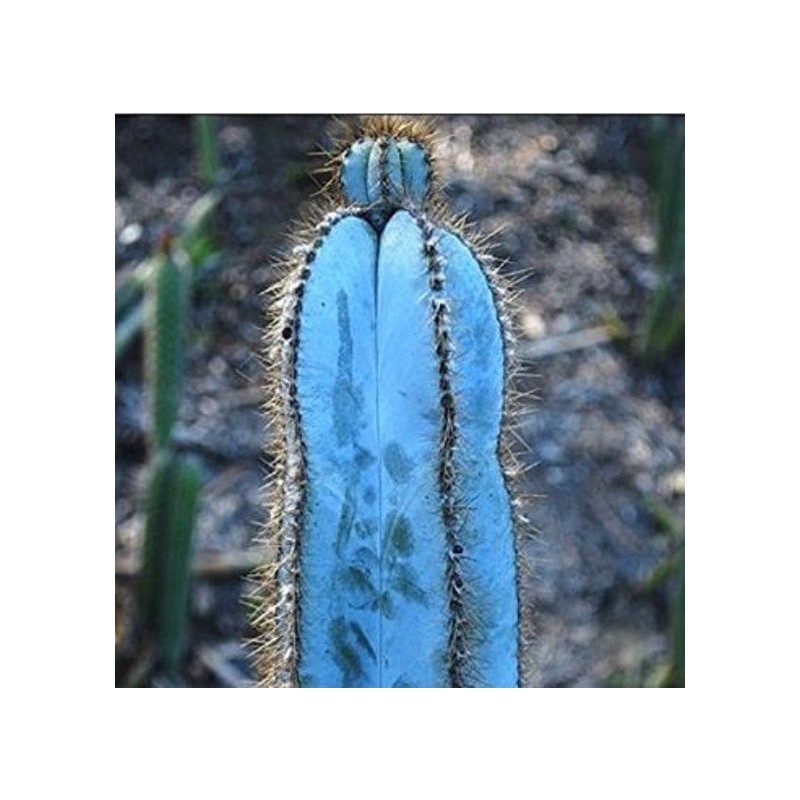 Blue Columnar Cactus Seeds (Pilosocereus pachycladus) | Seeds Shop Store